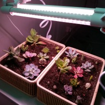 LED GROW trubica pre rast kaktusov a sukulentov, 5W, 30 cm, plné spektrum - ružová